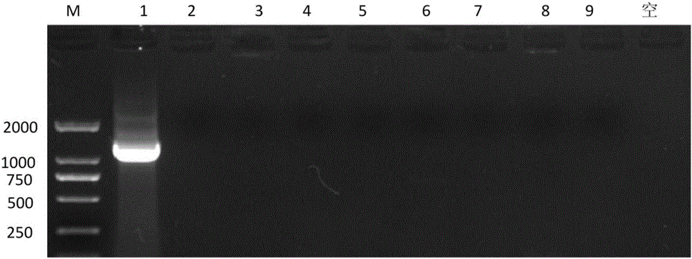 Specific detection primer for swine toxoplasmosis and detection kit