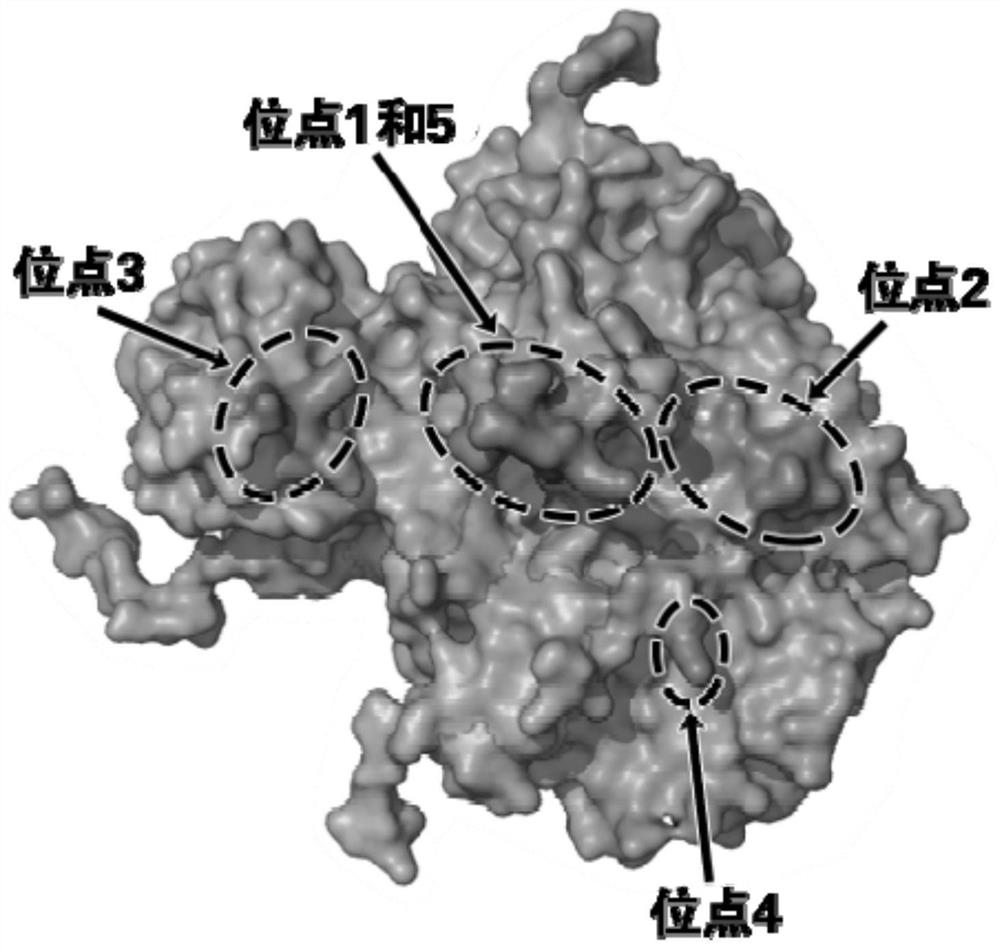 A kind of foot-and-mouth disease virus antibody, nucleic acid encoding it and application