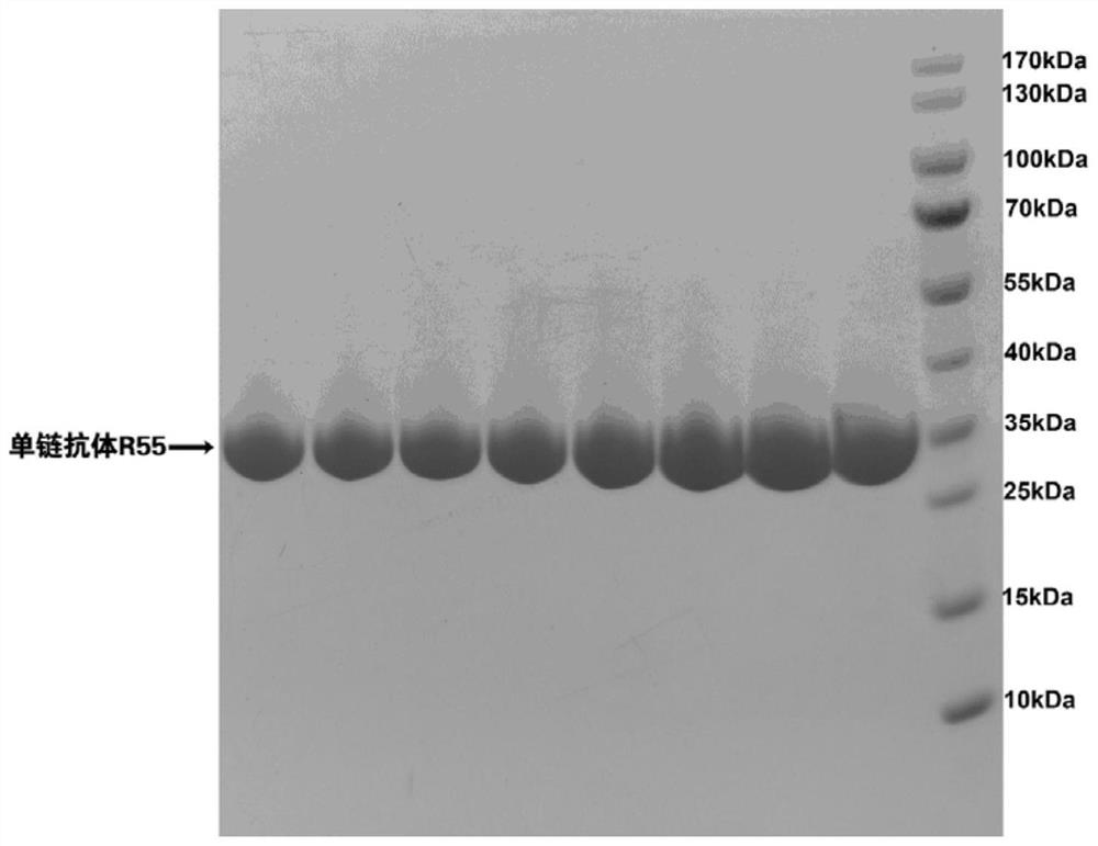 A kind of foot-and-mouth disease virus antibody, nucleic acid encoding it and application