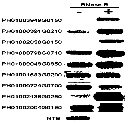 Construction method and application of annular RNA overexpression system of protoplast of moso bamboo