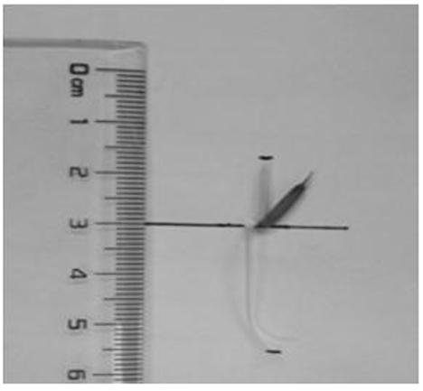 Construction method and application of annular RNA overexpression system of protoplast of moso bamboo