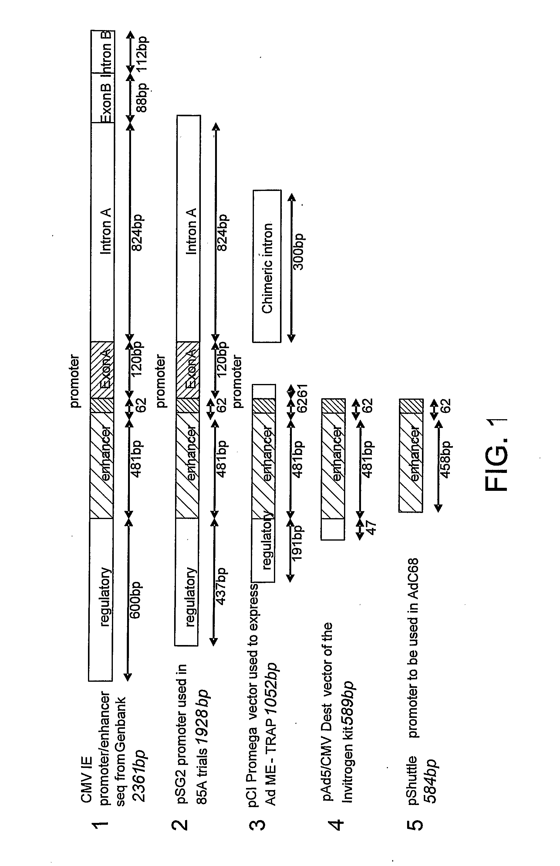 Novel Adenovirus Vectors