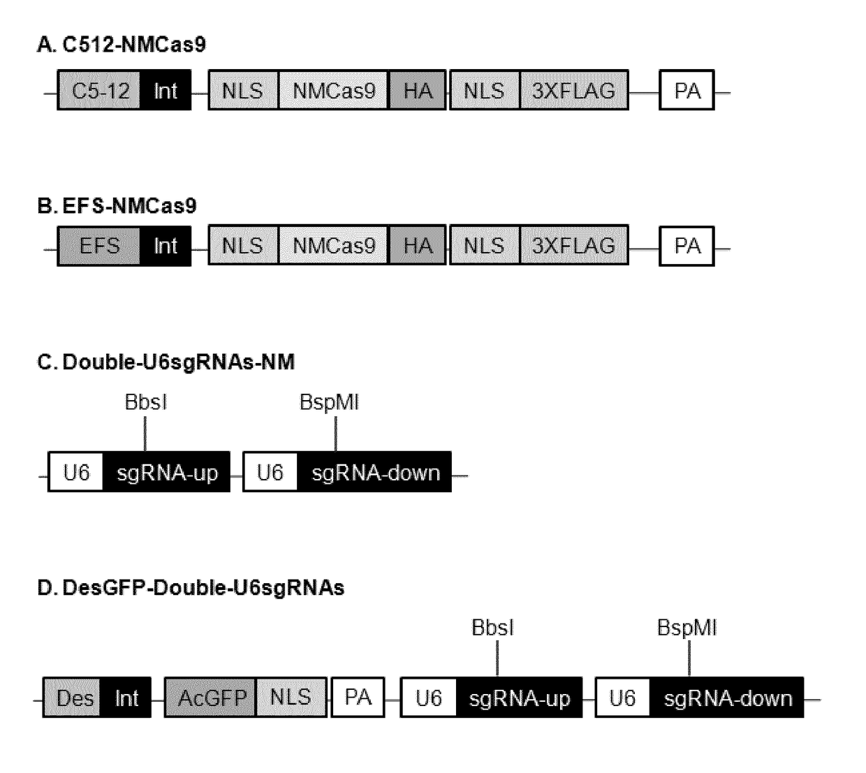 Compositions and methods for the treatment of nucleotide repeat expansion disorders