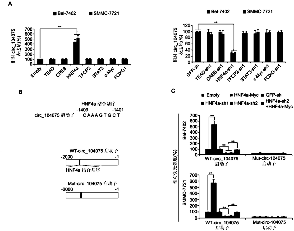 circRNA marker for liver cancer diagnosis