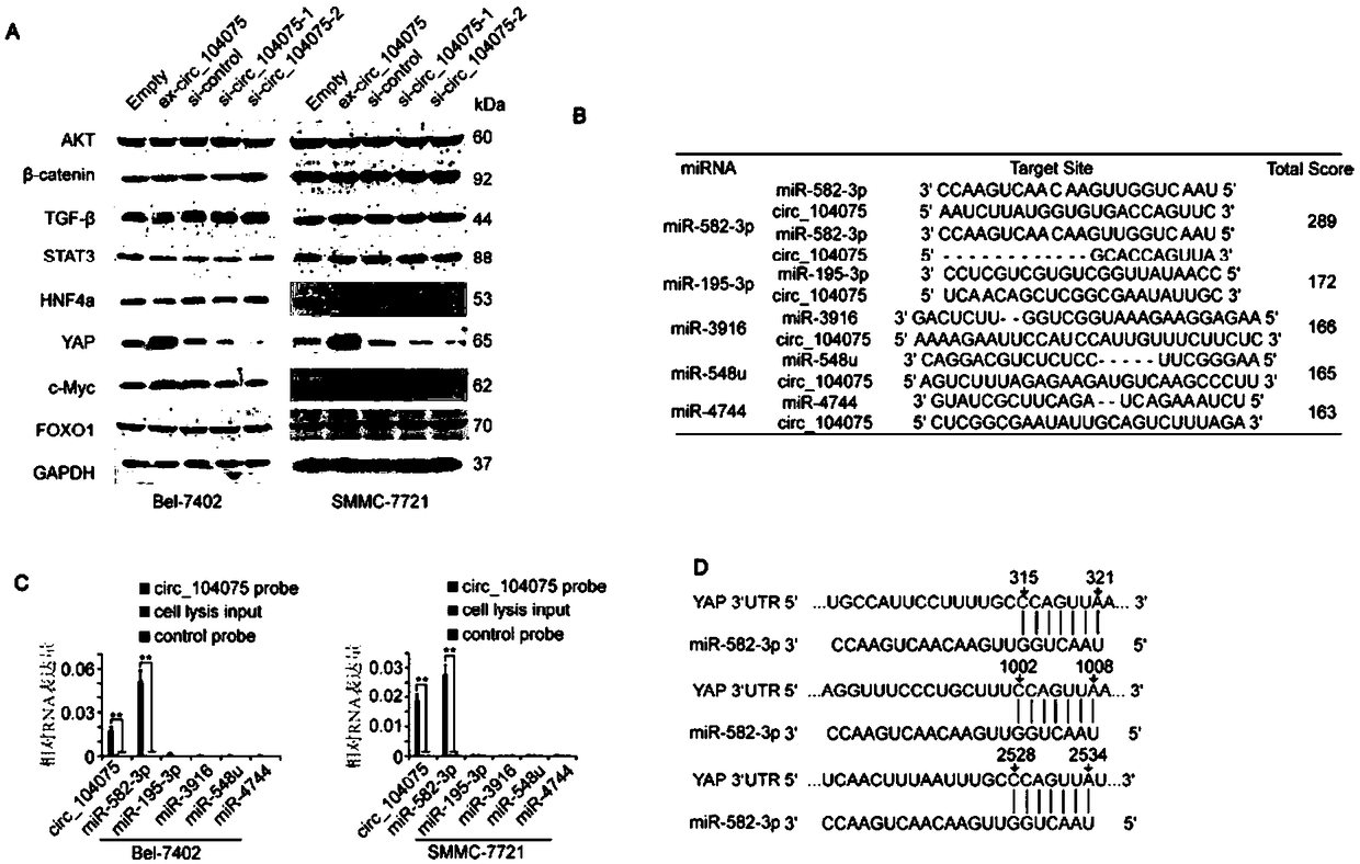 circRNA marker for liver cancer diagnosis