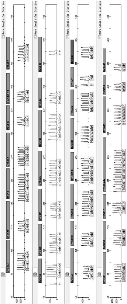 Fluorescence multiplex amplification system, kit and application of 30 y chromosome str loci