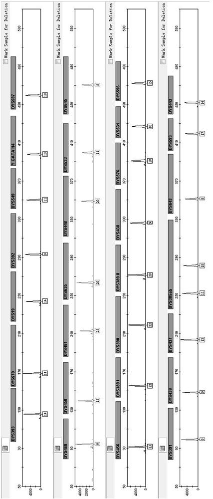 Fluorescence multiplex amplification system, kit and application of 30 y chromosome str loci