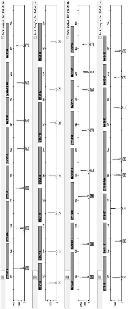 Fluorescence multiplex amplification system, kit and application of 30 y chromosome str loci