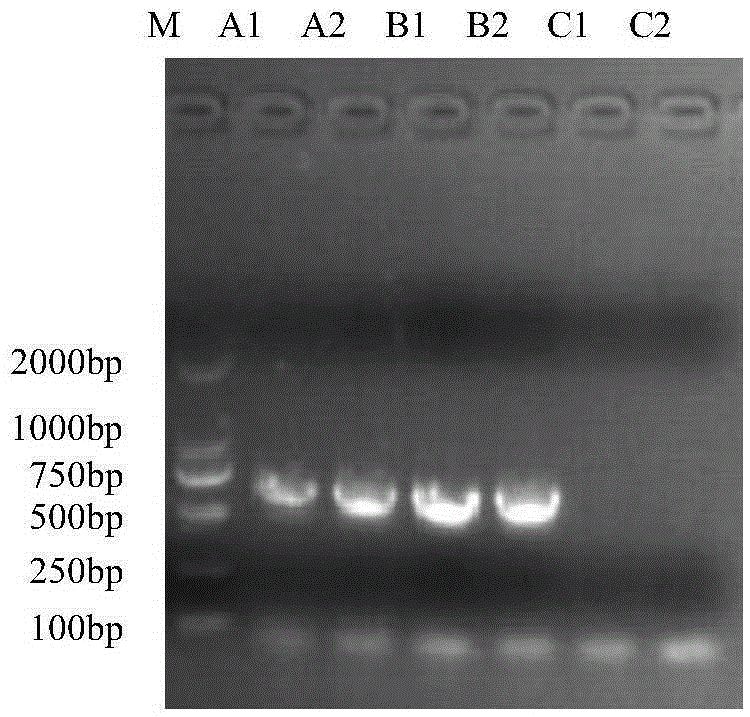 Pig pseudorabies live vaccine-pig mycoplasma pneumonia live vaccine composition and application thereof