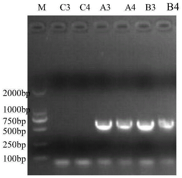 Pig pseudorabies live vaccine-pig mycoplasma pneumonia live vaccine composition and application thereof