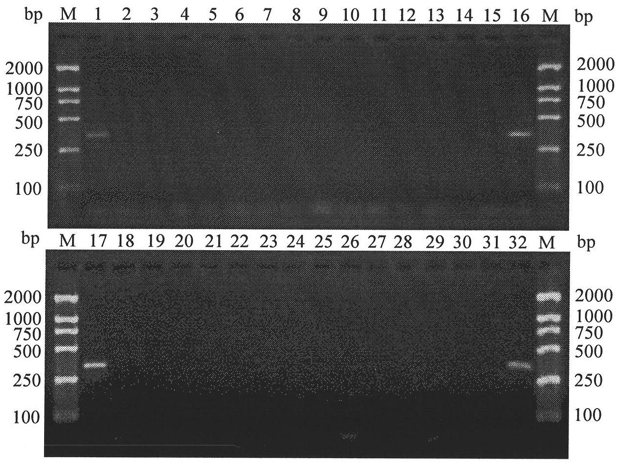 Specific COI primer, detection method and reagent kit of Frankliniella occidentalis