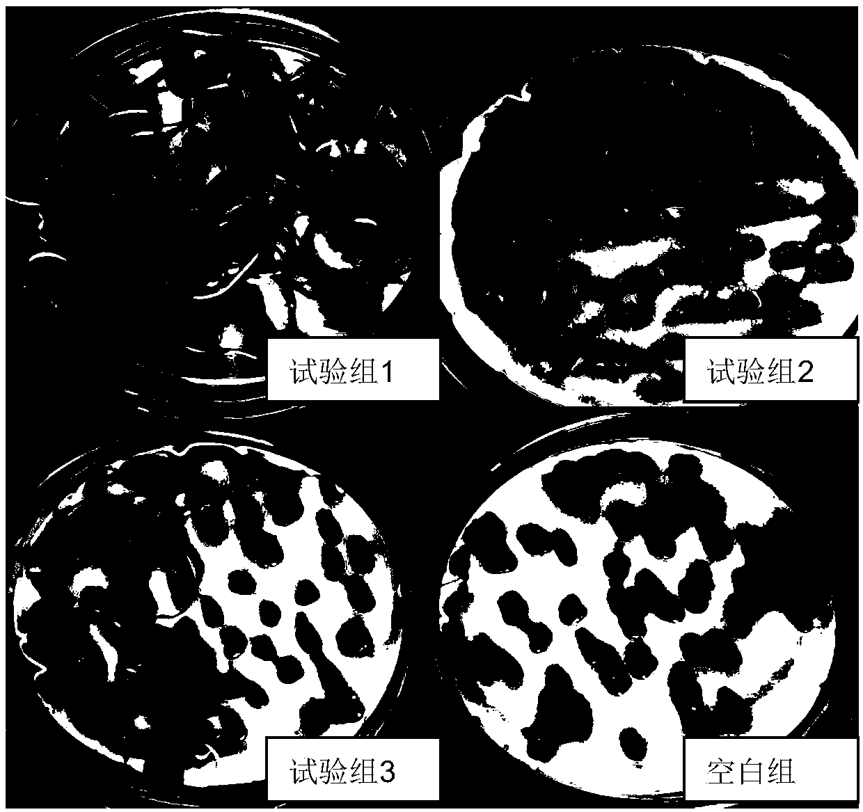 Method for improving rhus succedanea seed germination rate and accelerating germination