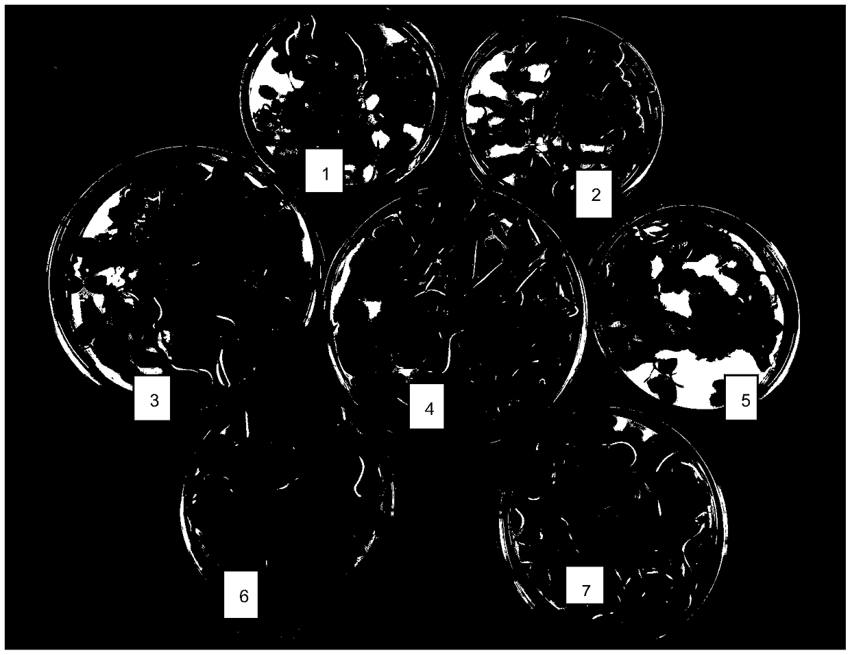 Method for improving rhus succedanea seed germination rate and accelerating germination