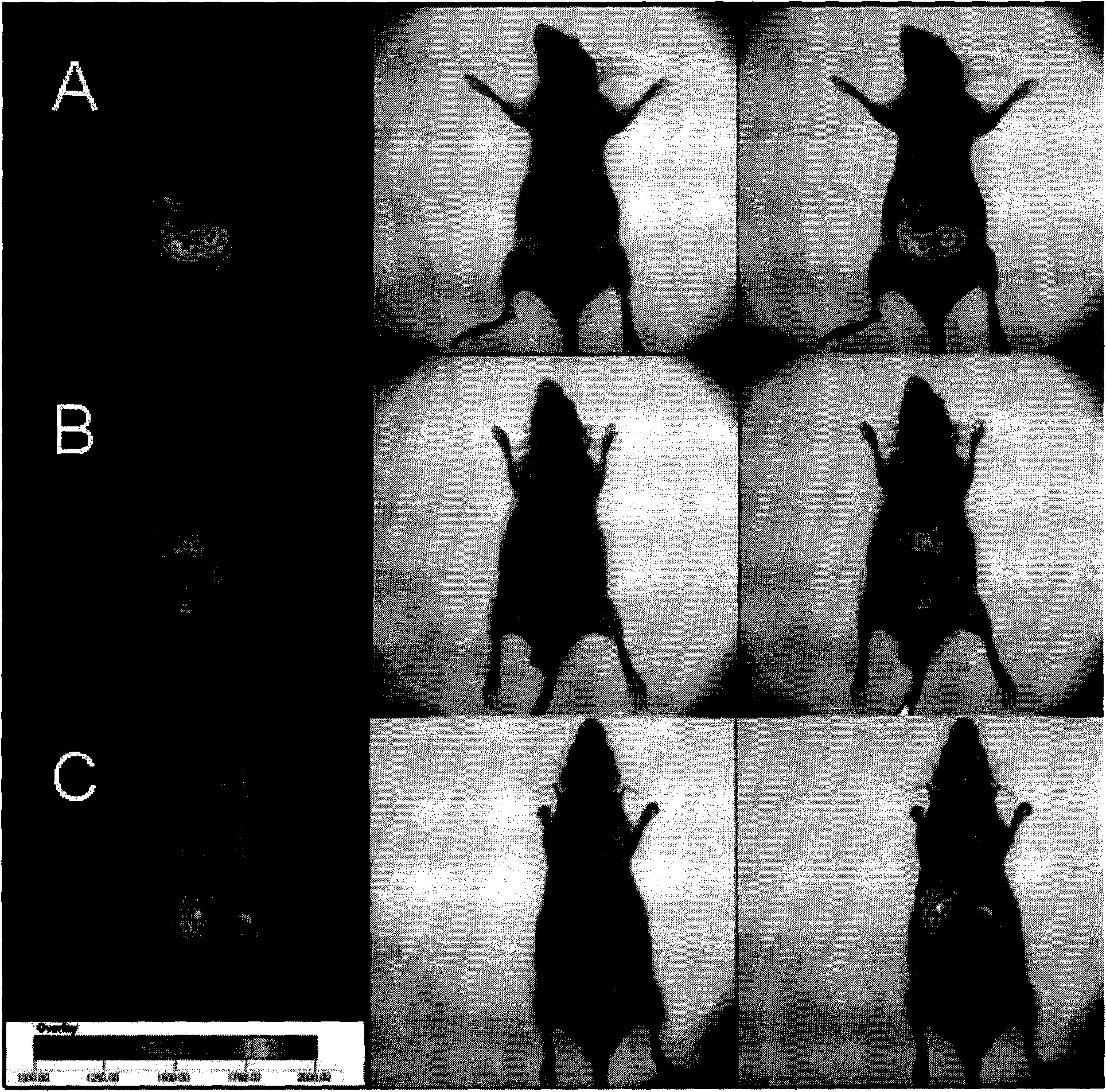 Brain targeting drug delivery system