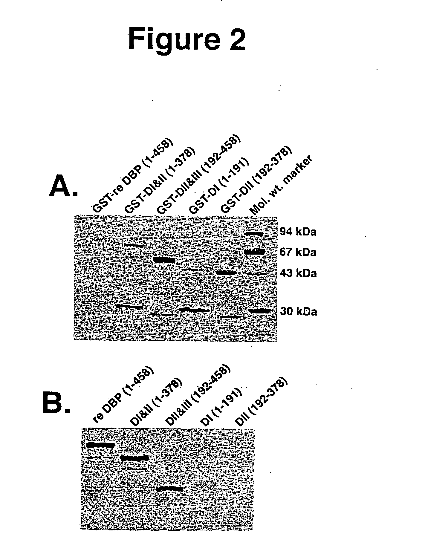 Antagonist peptides to the C5A chemotactic function of vitamin D binding protein