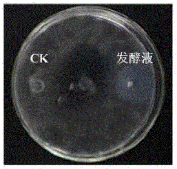 Application of anti-mildew bacillus strain and antimicrobial product thereof in corn storage