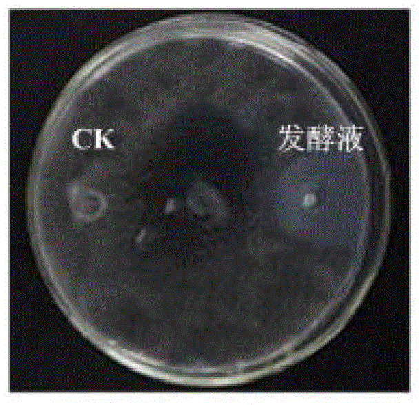 Application of anti-mildew bacillus strain and antimicrobial product thereof in corn storage