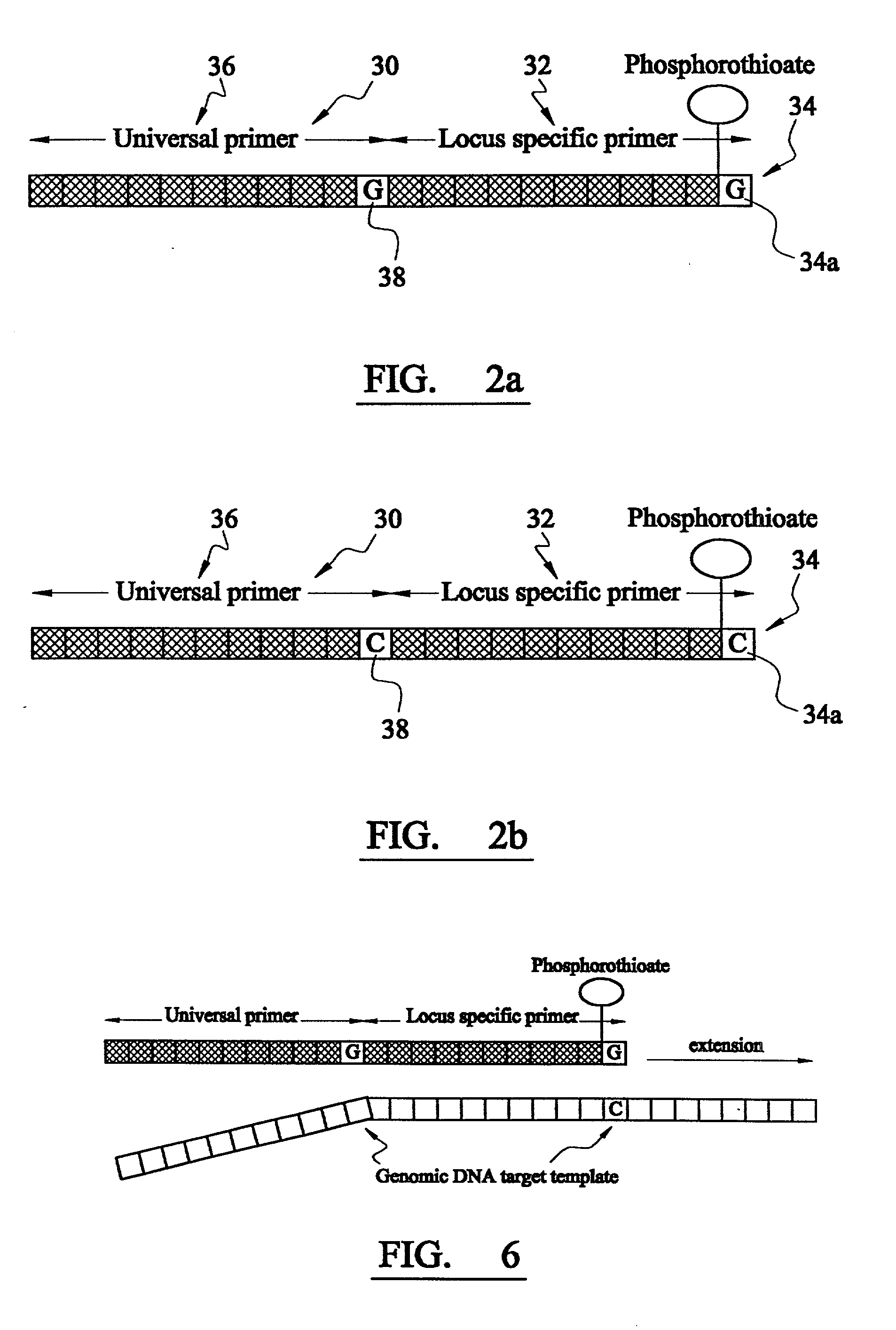 Analysis of DNA