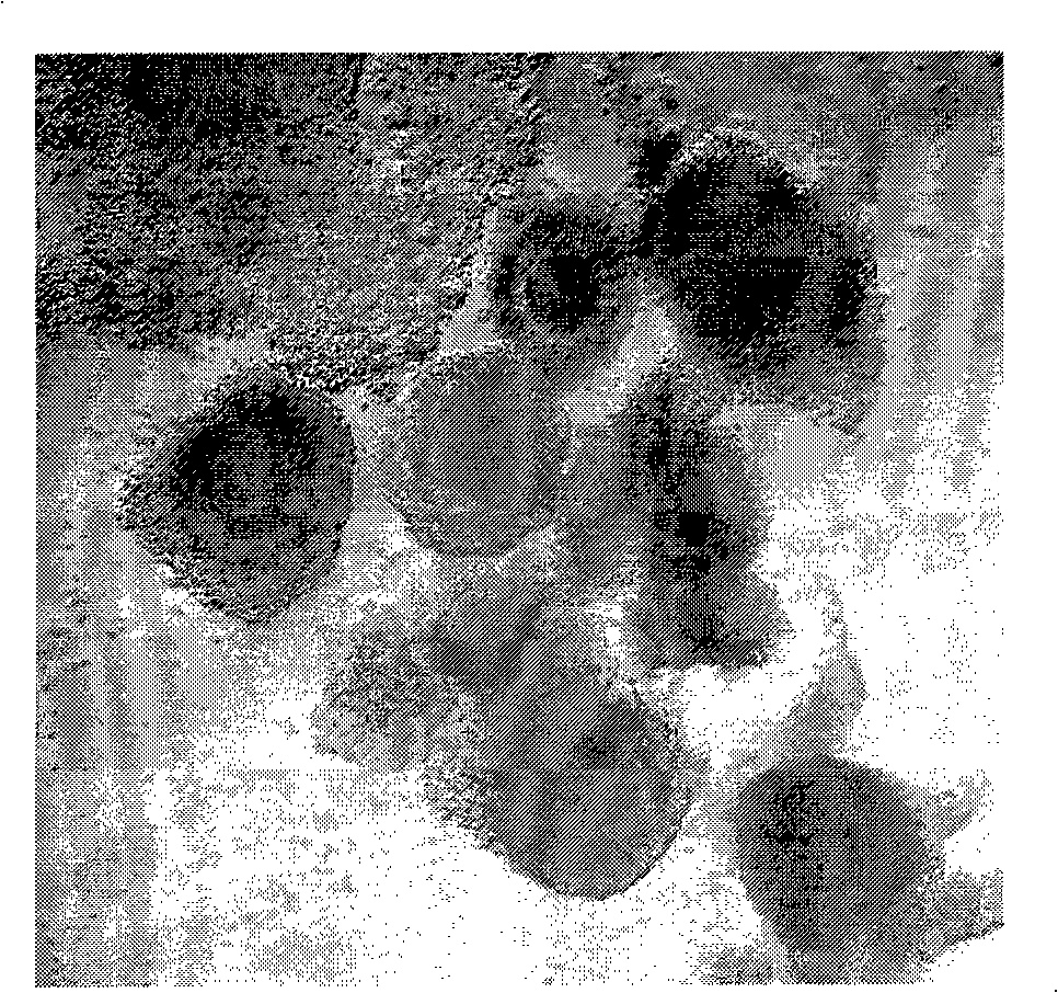 Method for cloning embryo by nuclear transfer of bovine somatic cells