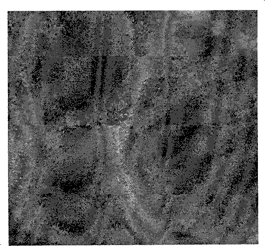 Method for cloning embryo by nuclear transfer of bovine somatic cells