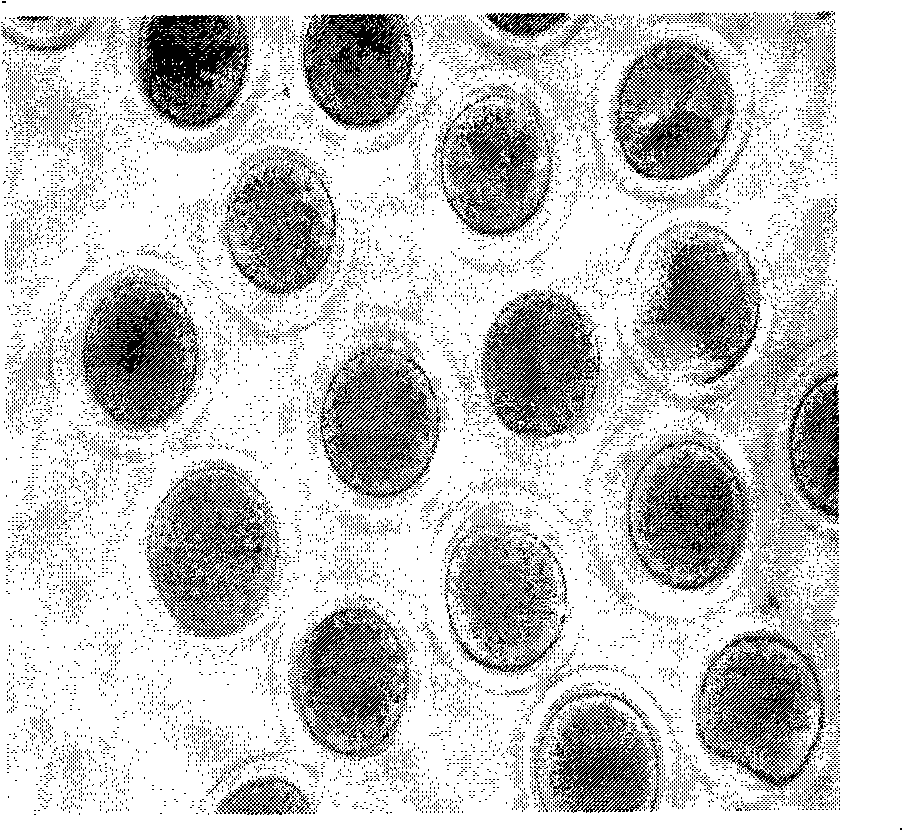 Method for cloning embryo by nuclear transfer of bovine somatic cells