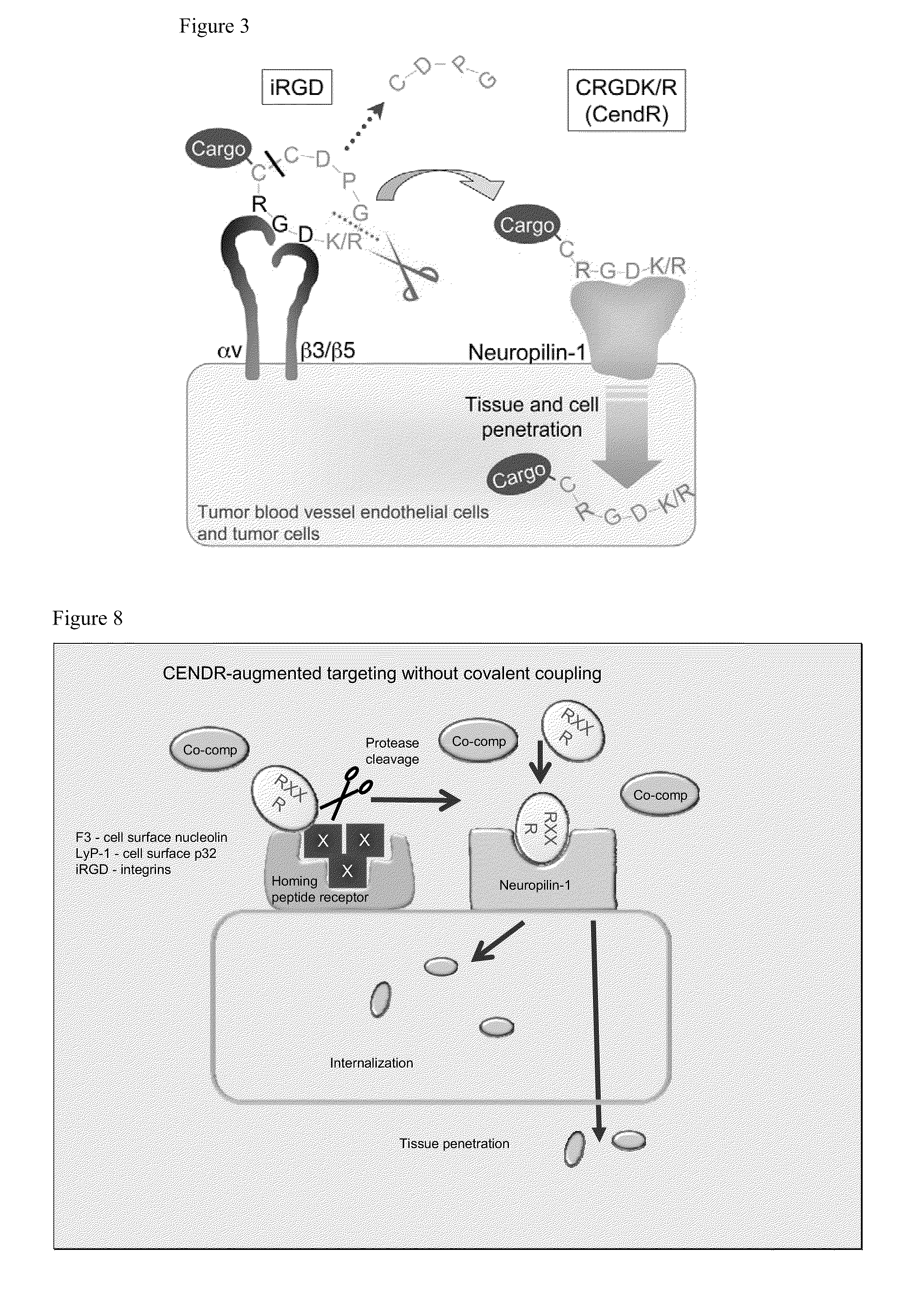 Methods and compositions using peptides and proteins with c-terminal elements