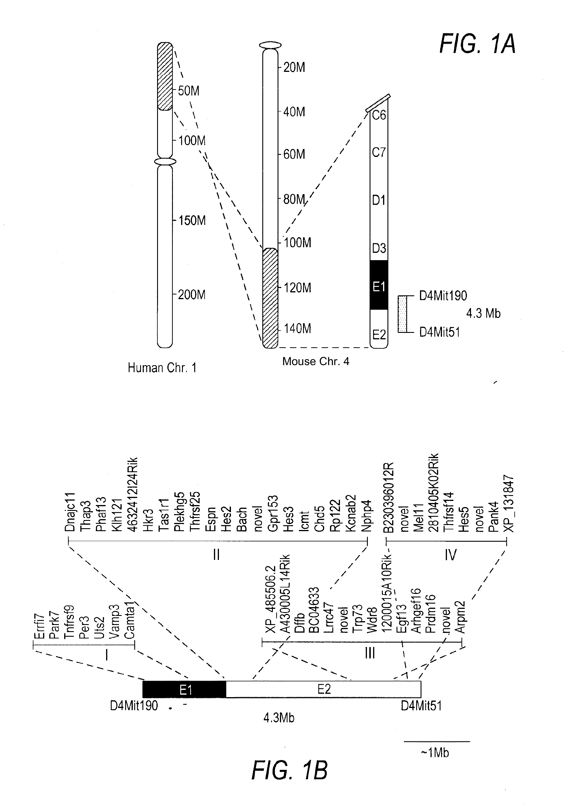 Chd5 is a novel tumor suppressor gene