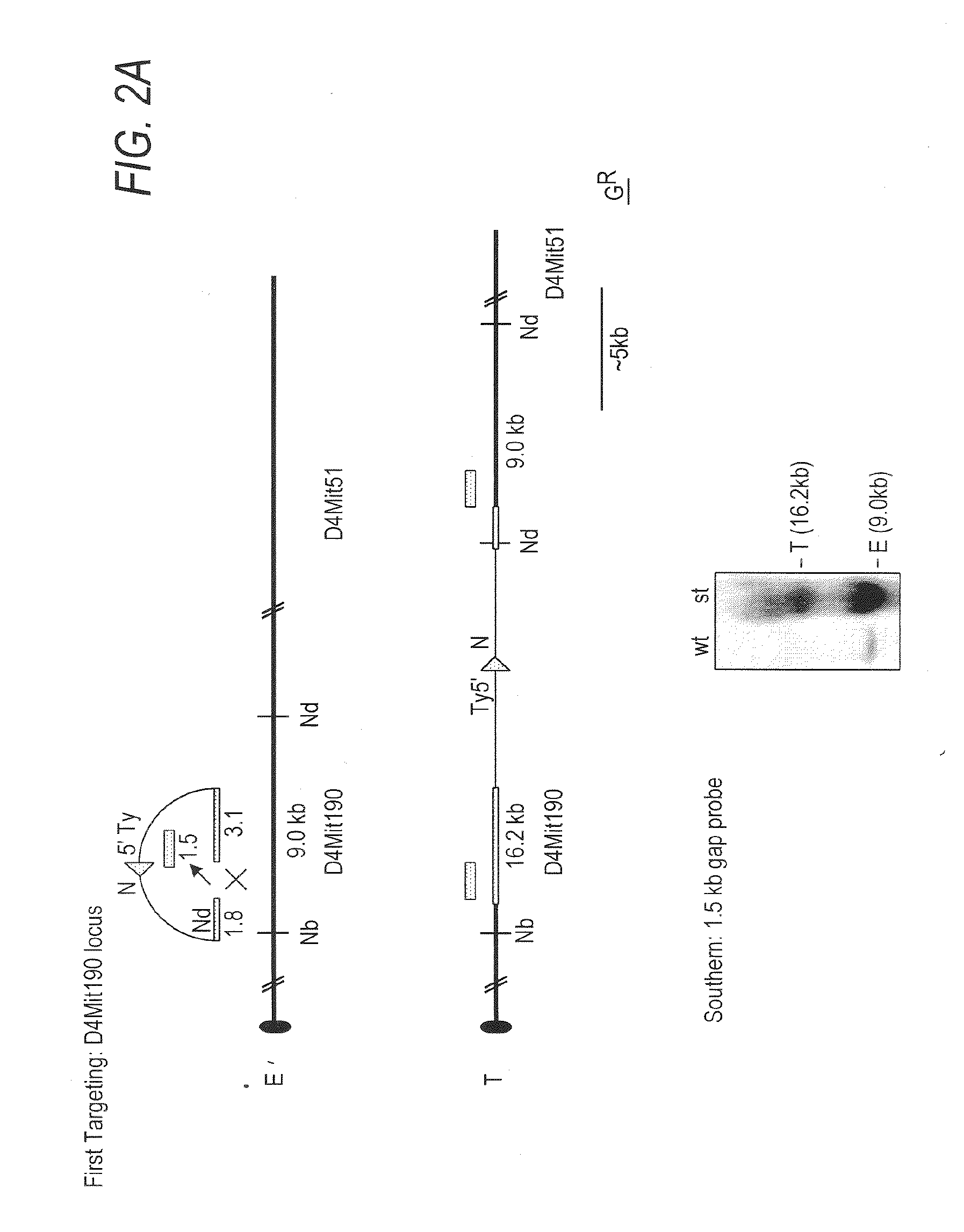 Chd5 is a novel tumor suppressor gene