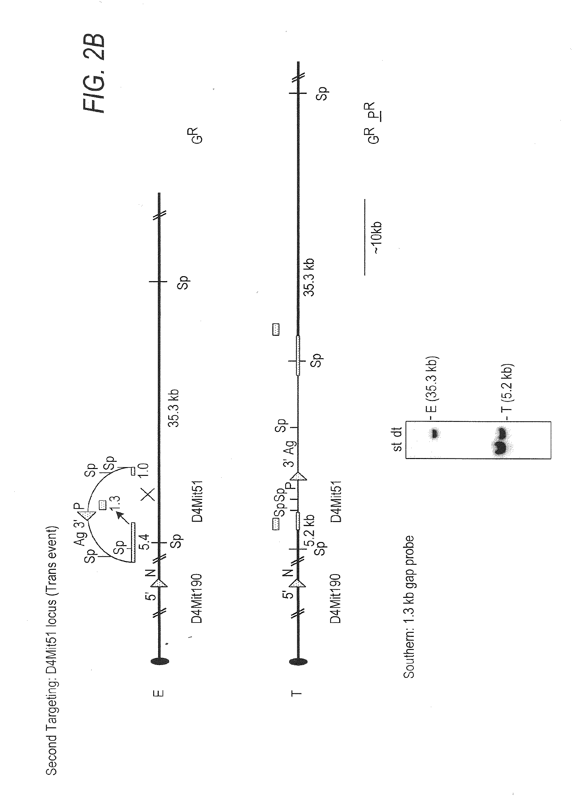 Chd5 is a novel tumor suppressor gene