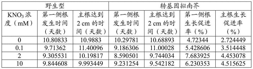 Application of rice osmads27 gene in promoting lateral root growth of taproot plants