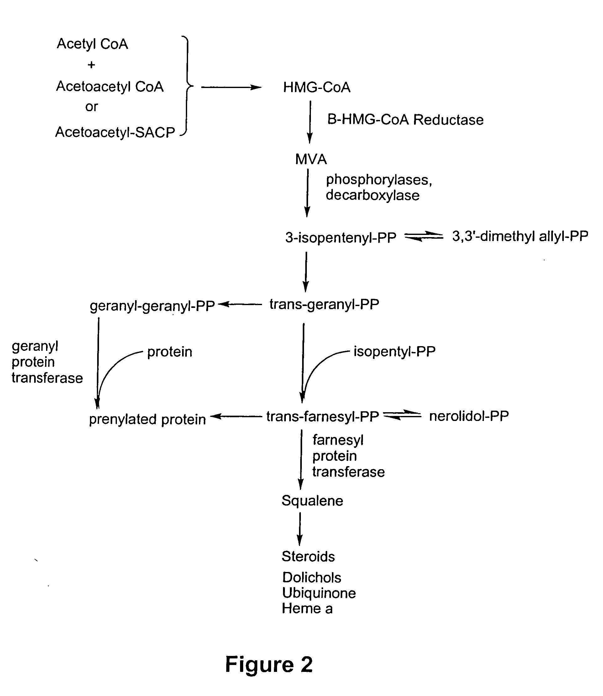 Isoprenoid pathway inhibitors for stimulating cartilage growth