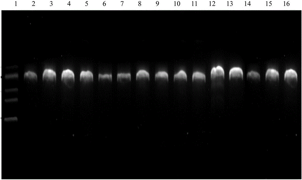 A pcr-rflp method for rapid identification of Clover and its pseudo-mixtures