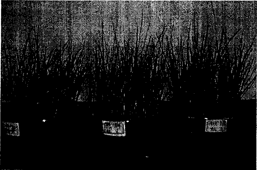 Substrate for grawing urban carpet sward and its prepn. method