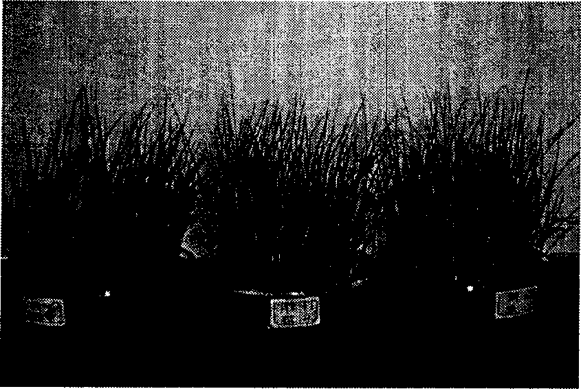 Substrate for grawing urban carpet sward and its prepn. method