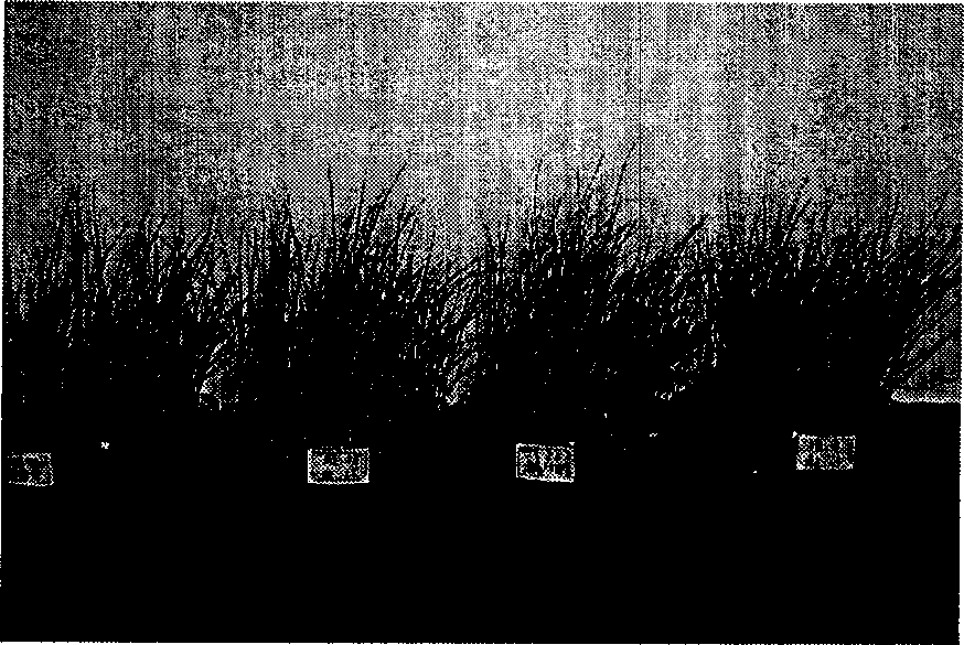 Substrate for grawing urban carpet sward and its prepn. method