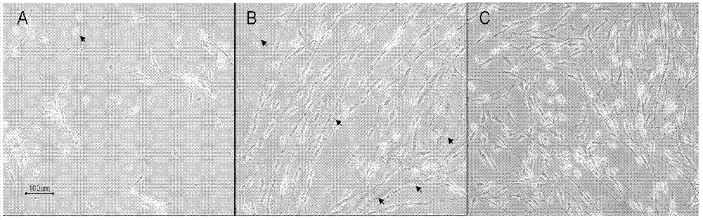 Method for culturing sciatic nerve Schwann cells