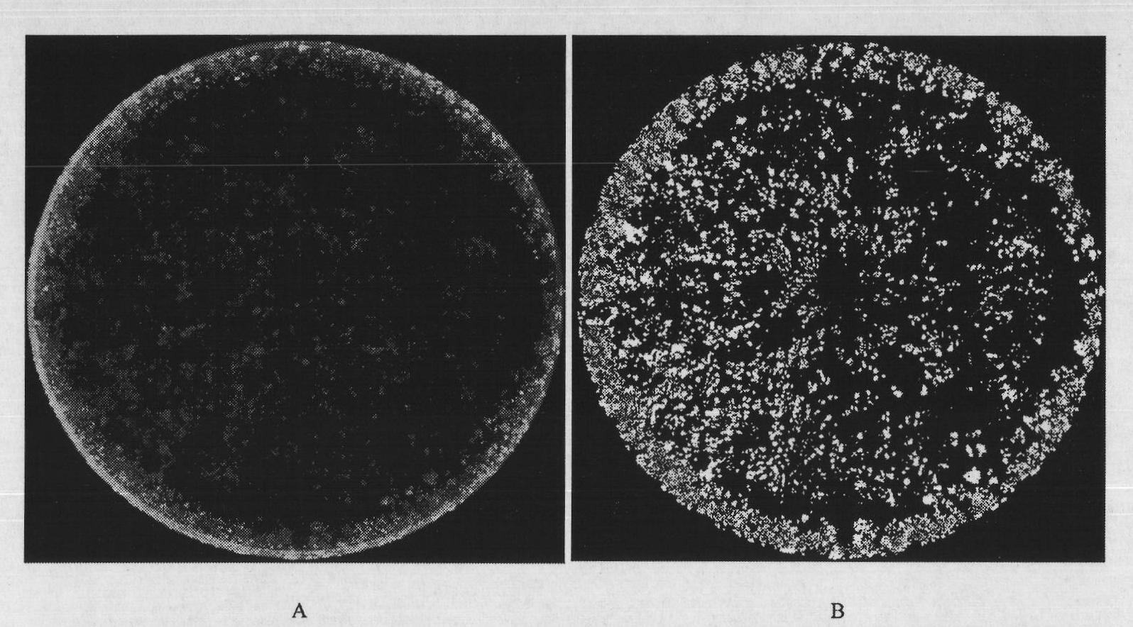 Hepatoxic substance sieving and evaluating method based on fluorescence labeling