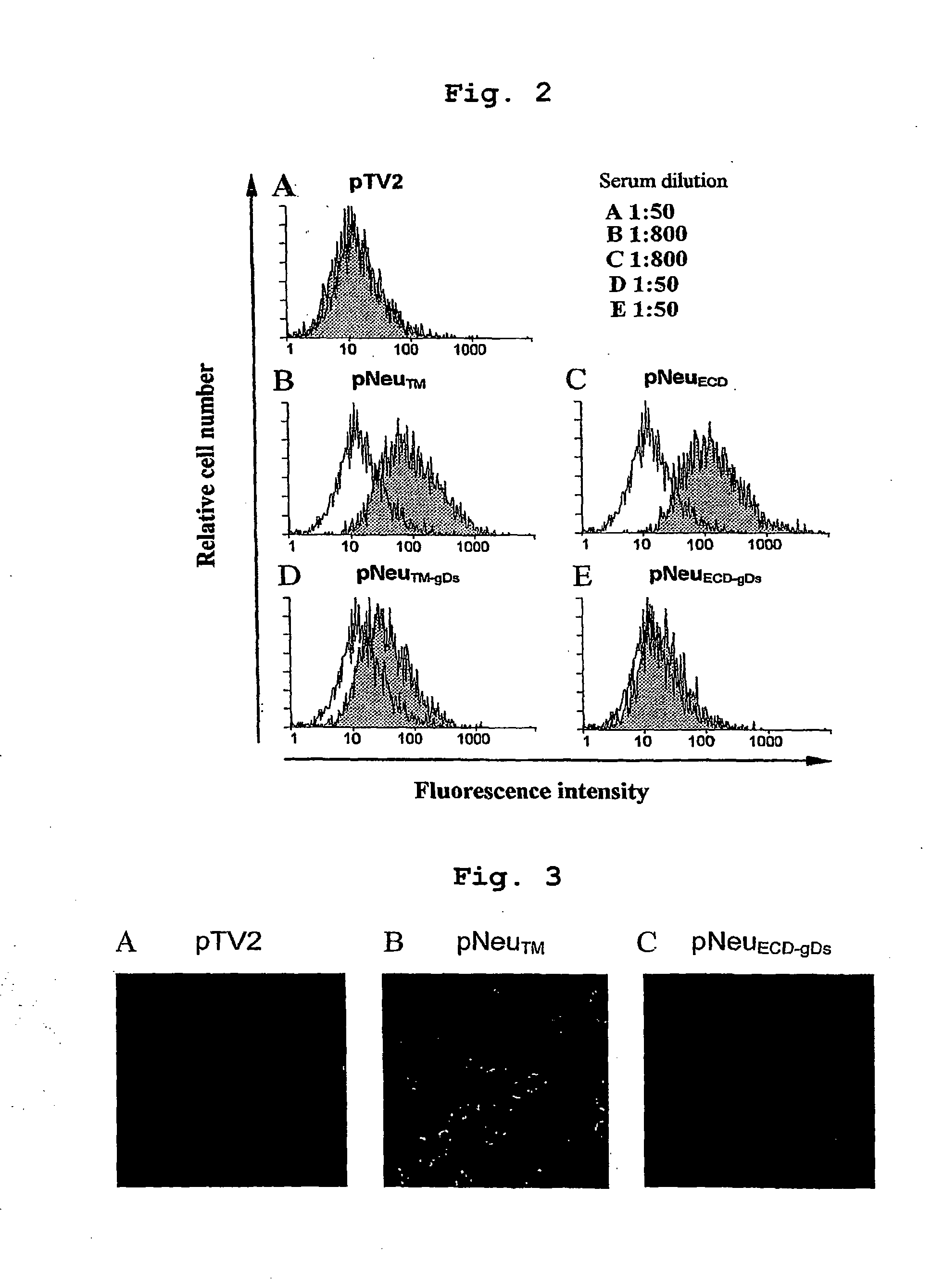 Her-2/neu DNA Vaccine Having Anti-Cancer Activity