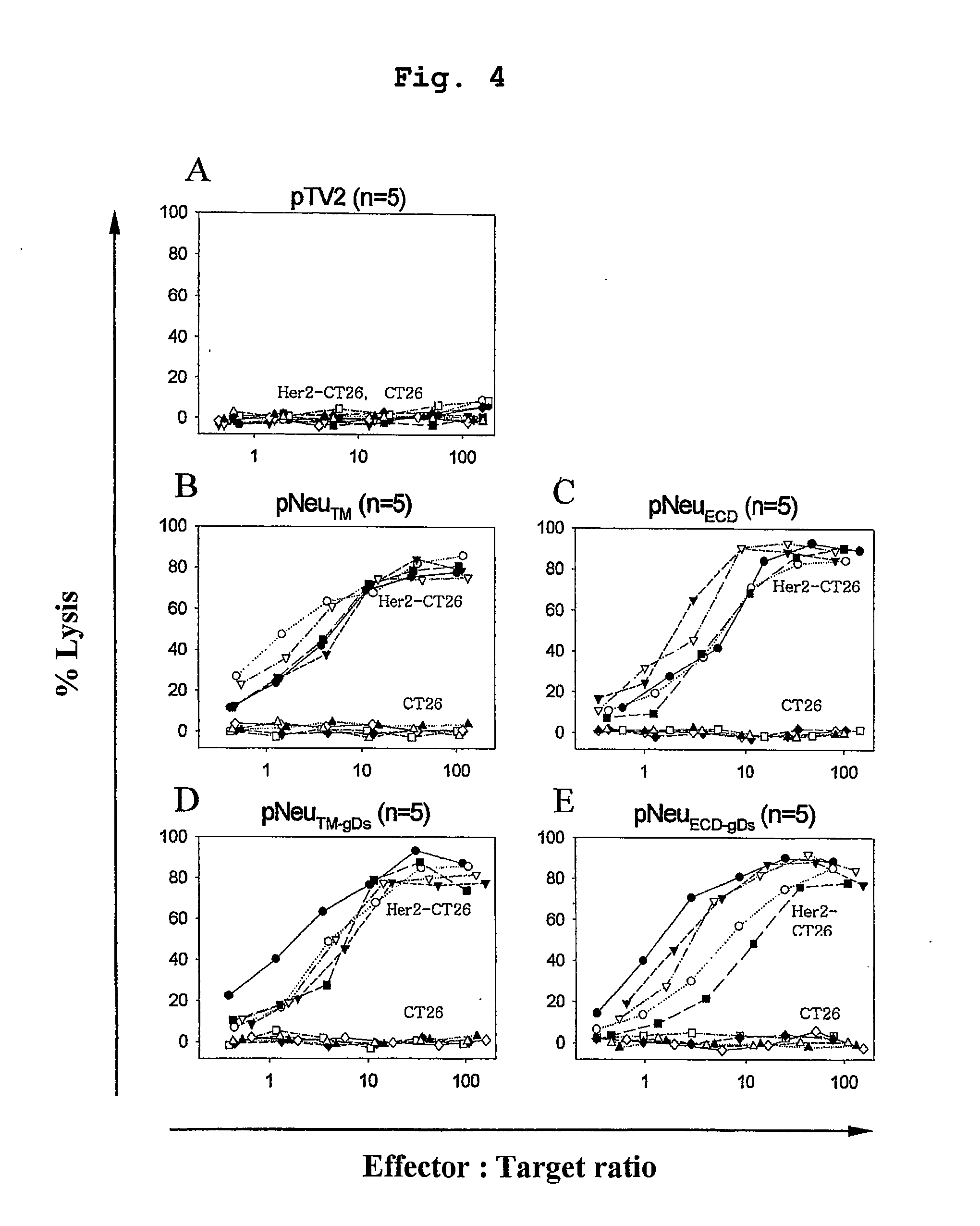 Her-2/neu DNA Vaccine Having Anti-Cancer Activity