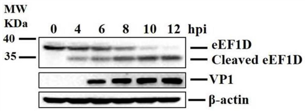 Application of eEF1D protein in preparation of medicine for preventing or treating foot-and-mouth disease virus infection