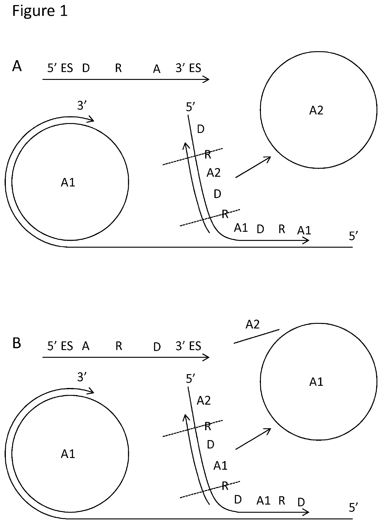 Padlock probe detection method