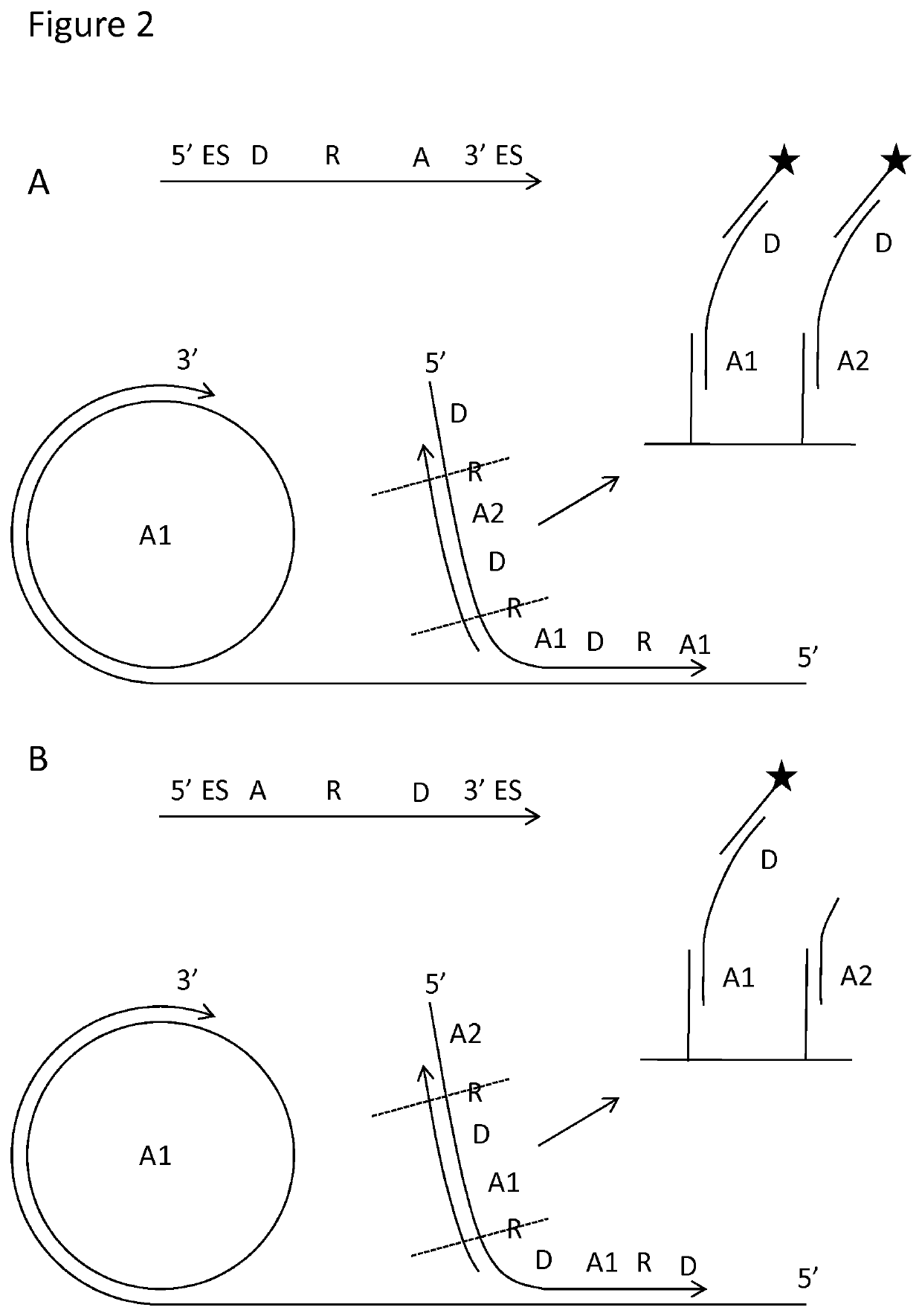 Padlock probe detection method