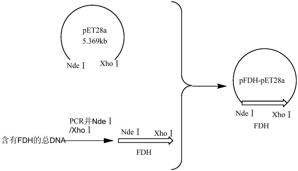 Coenzyme regeneration system and establishment method thereof