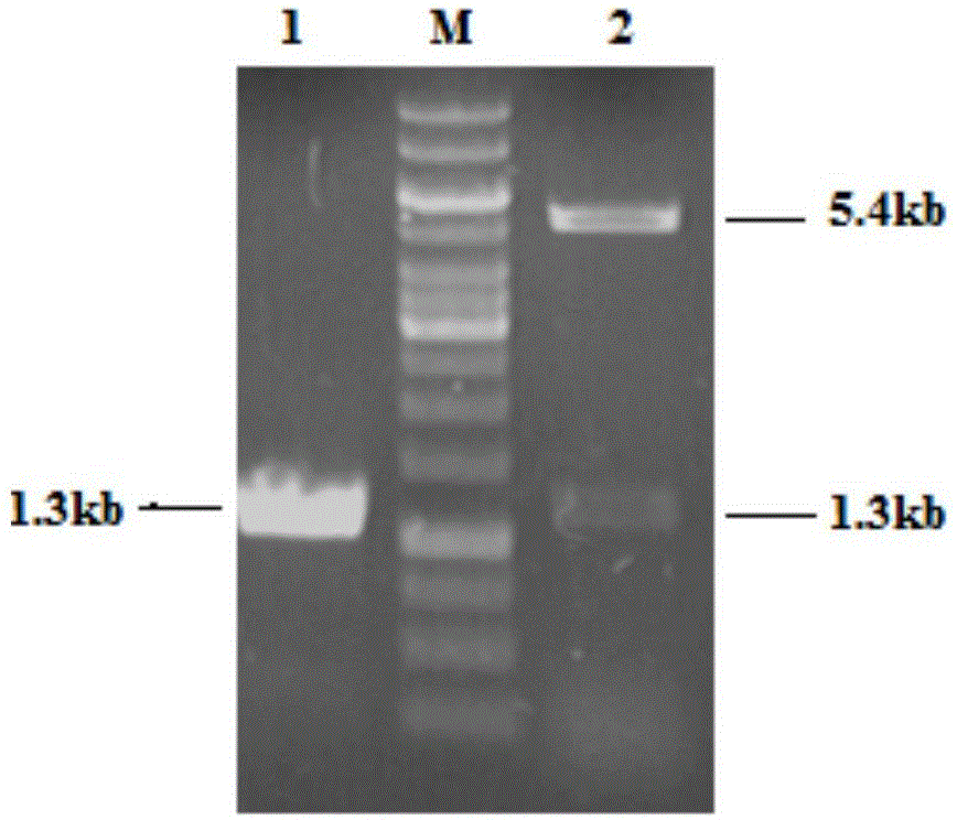 Coenzyme regeneration system and establishment method thereof