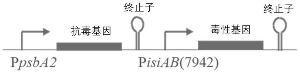 A biostorage system, construction method and application suitable for Synechococcus