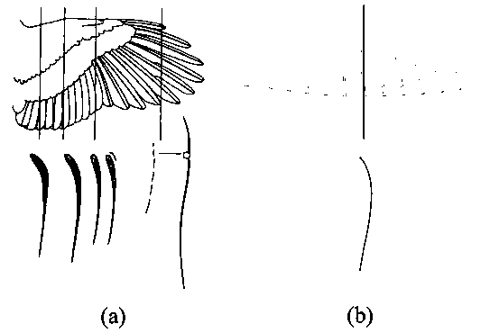 Method for flight dynamics optimization of small unmanned aerial vehicle based on bionic flexible wing