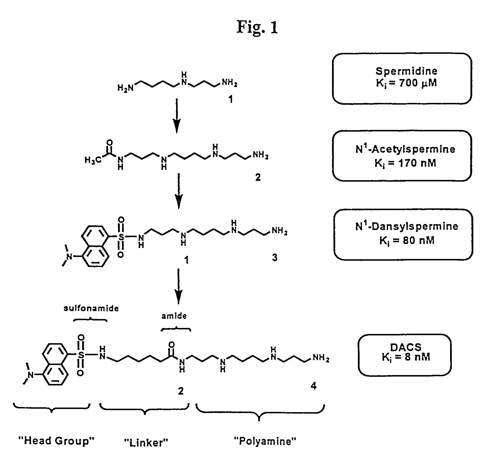 Polyamine analogues as therapeutic and diagnostic agents