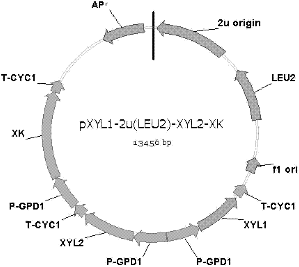 Saccharomyces cerevisiae engineering bacterium and its application in production of ethanol