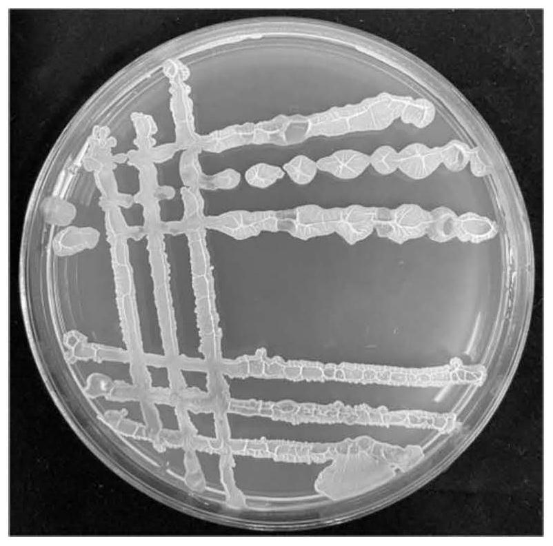 Bacillus velezensis, application thereof and method for controling banana wilt