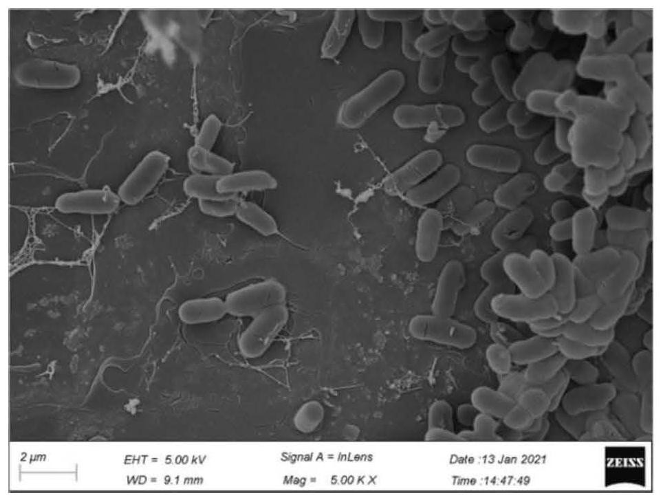 Bacillus velezensis, application thereof and method for controling banana wilt